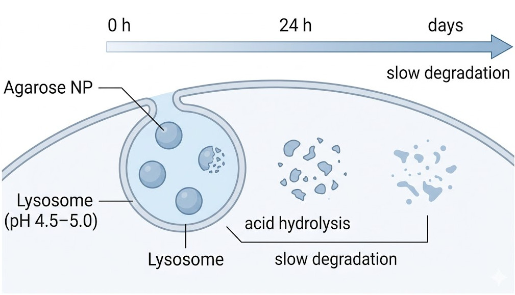 How Fast do Agarose Nanoparticles Degrade within the Lysosomal Environment?