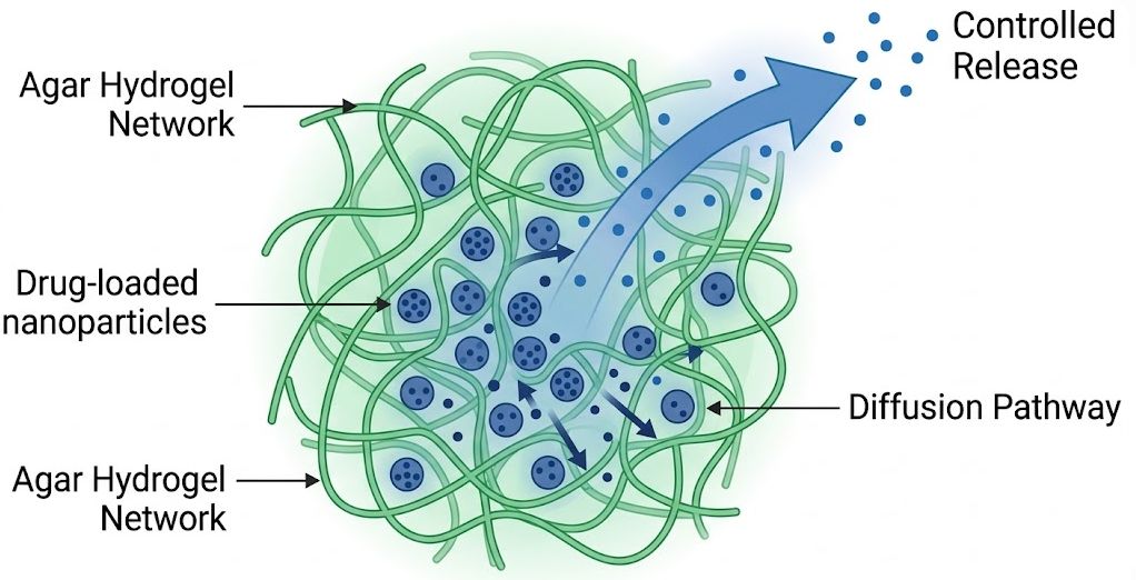 How is Agar Used in Drug Delivery?