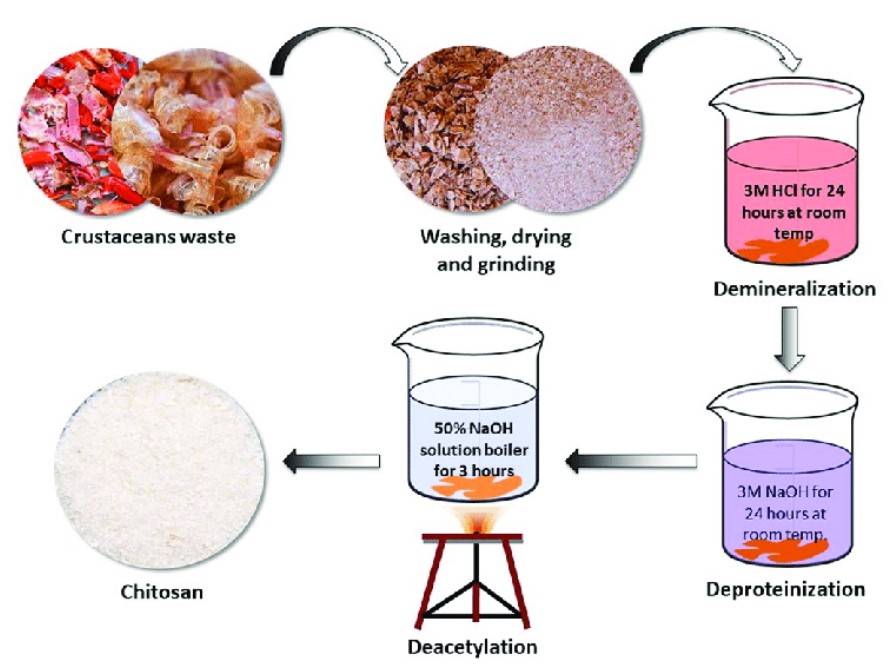 How to Obtain Chitosan?