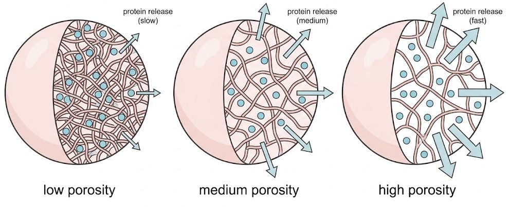 How to Tune the Porosity of Agar Nanoparticles to Achieve Controlled Protein Delivery?