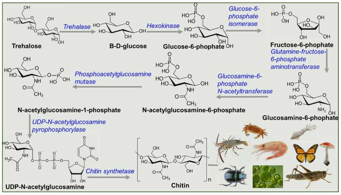 Industrial Production and Modification Techniques of Chitosan