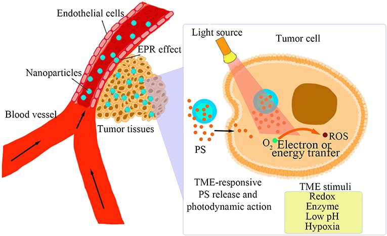 Innovative Application of Dextran in Tumor Microenvironment-Responsive Delivery