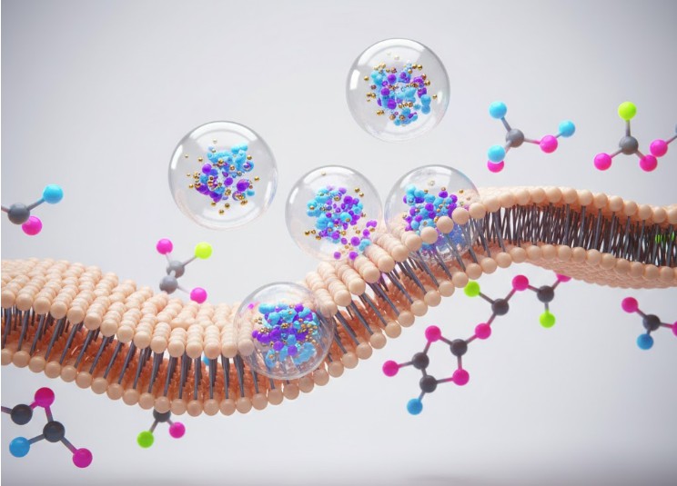 Liposomes for Cosmetics Redefining Skin Delivery Efficiency