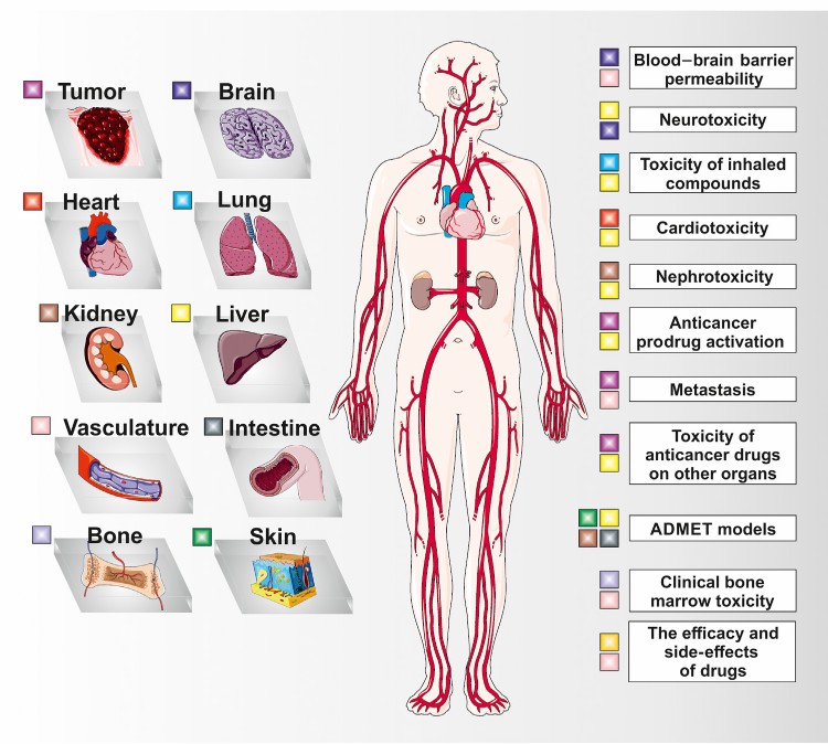 Multi System Organs Multi-Organoid Interconnected System Service - CD Bioparticles