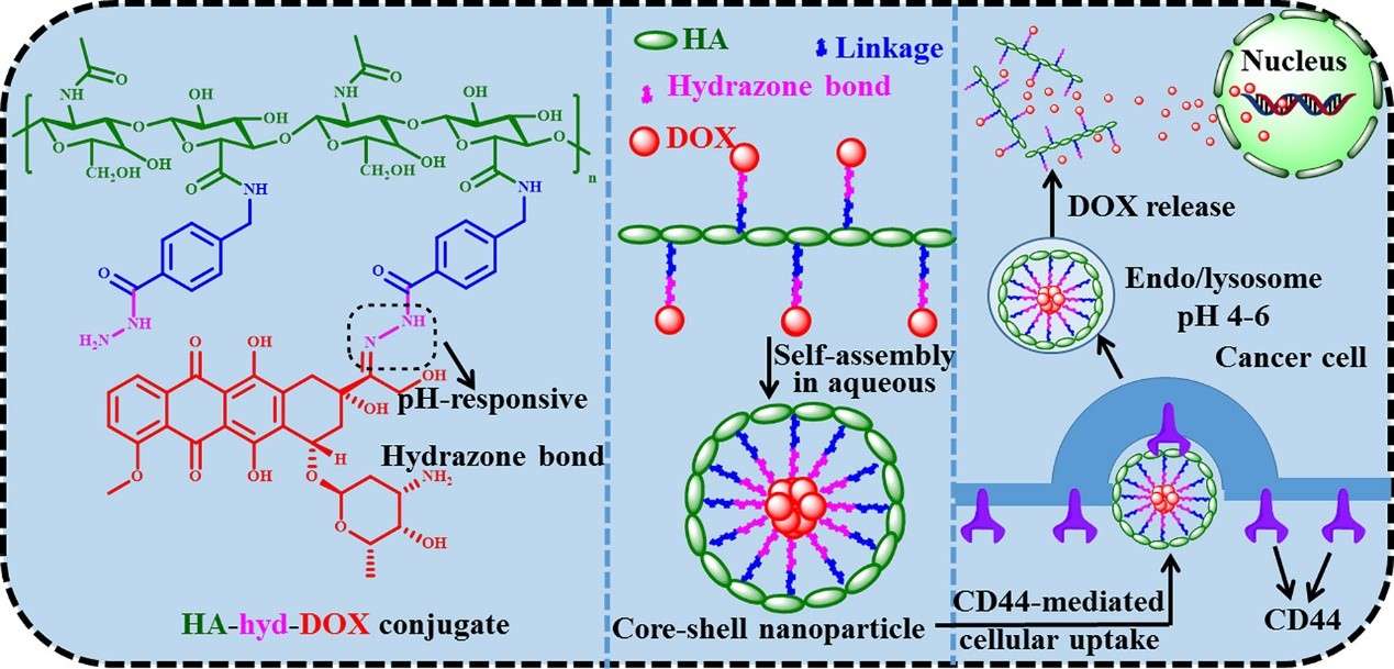 pH-Responsive HA Nanogels Enhance Tumor-Targeted Drug Delivery