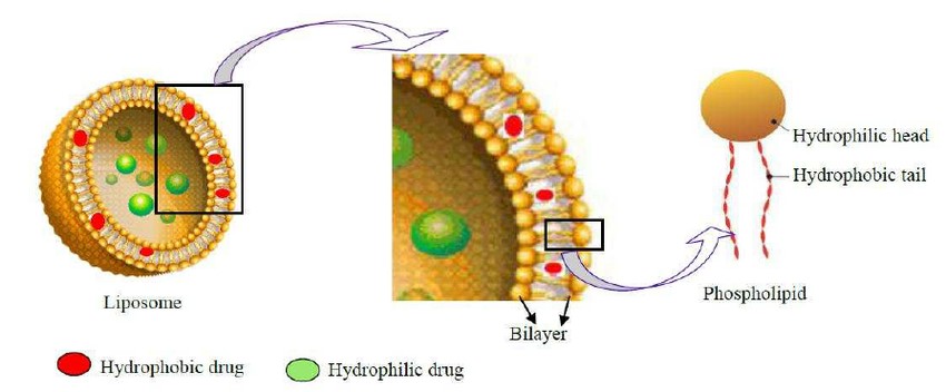 Phospholipid Components in Liposomes: Enhancing Drug Solubility and Bioavailability