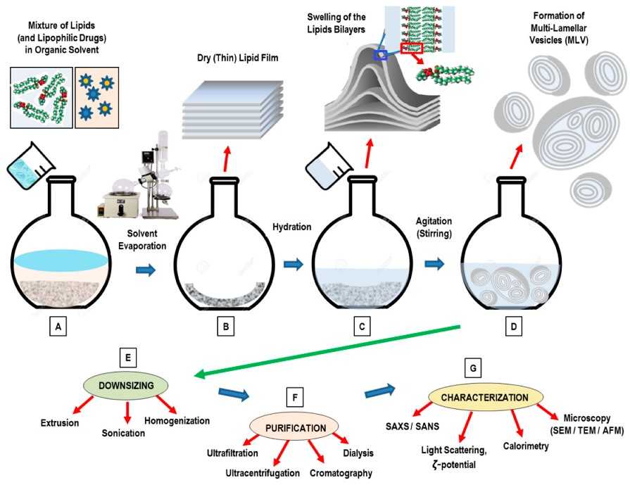 Phospholipid Liposome Preparation Techniques: From Lab to Industrial Production