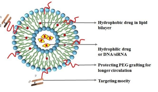 Phospholipid Liposomes: A Revolutionary Carrier for Drug Delivery
