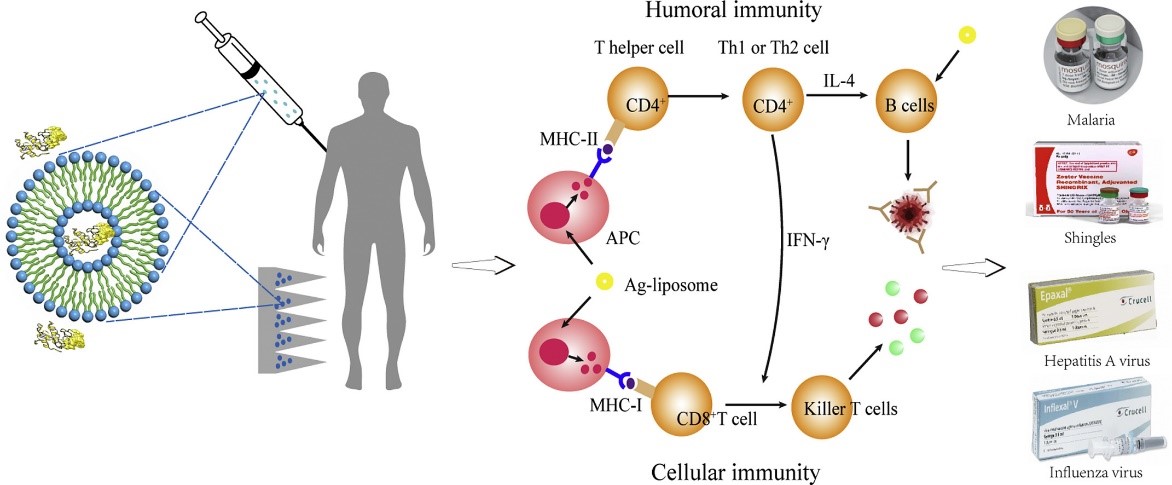 Phospholipid Liposomes in Vaccine Delivery: Current Applications and Future Developments
