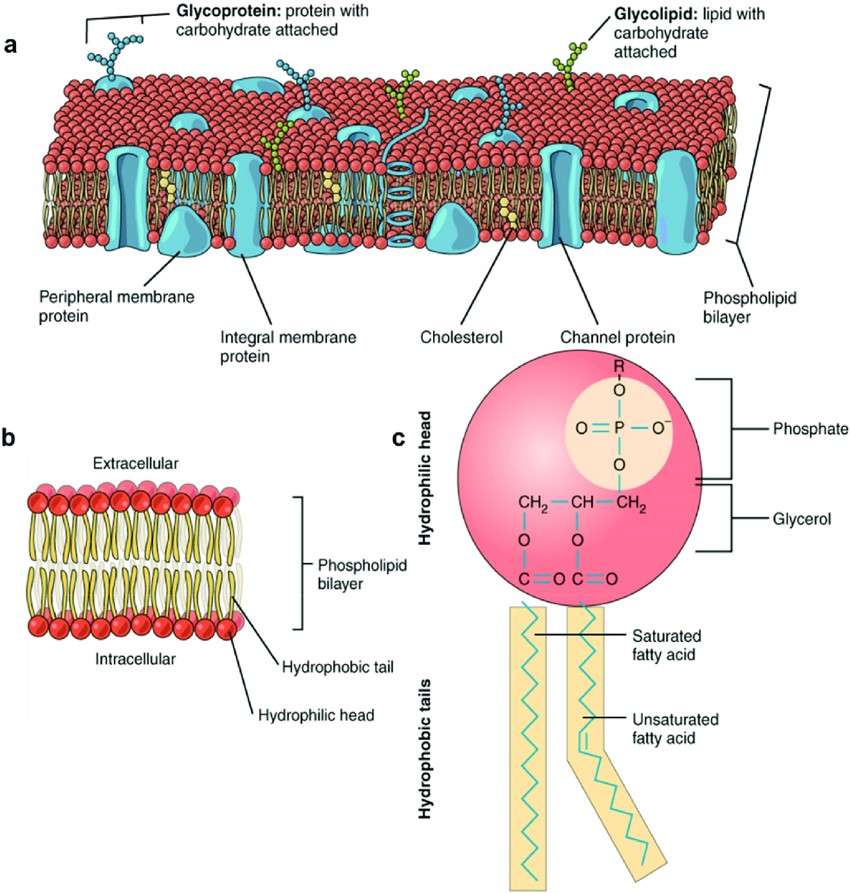Phospholipids and the Bilayer: Why Your Cells Need It