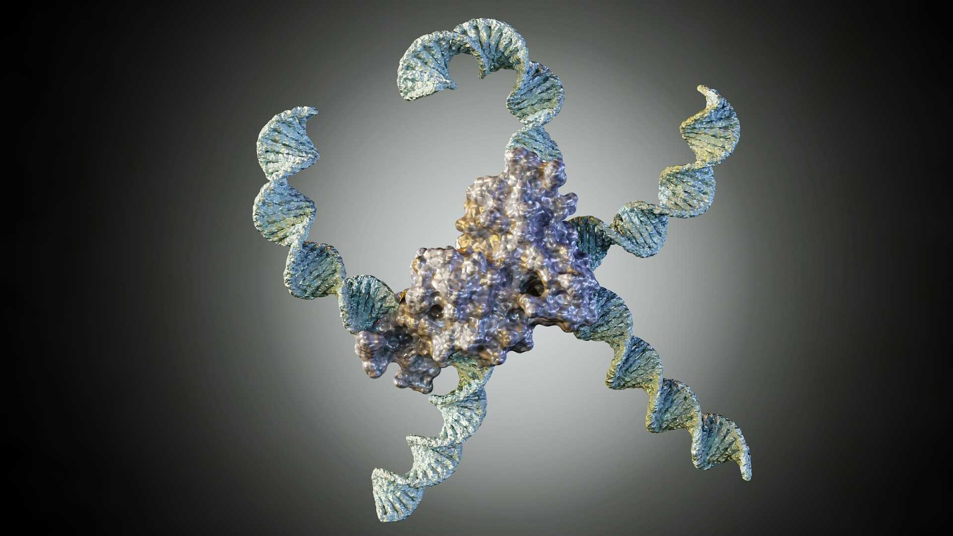 Precise Antibody-PNA Conjugates for Targeted Delivery