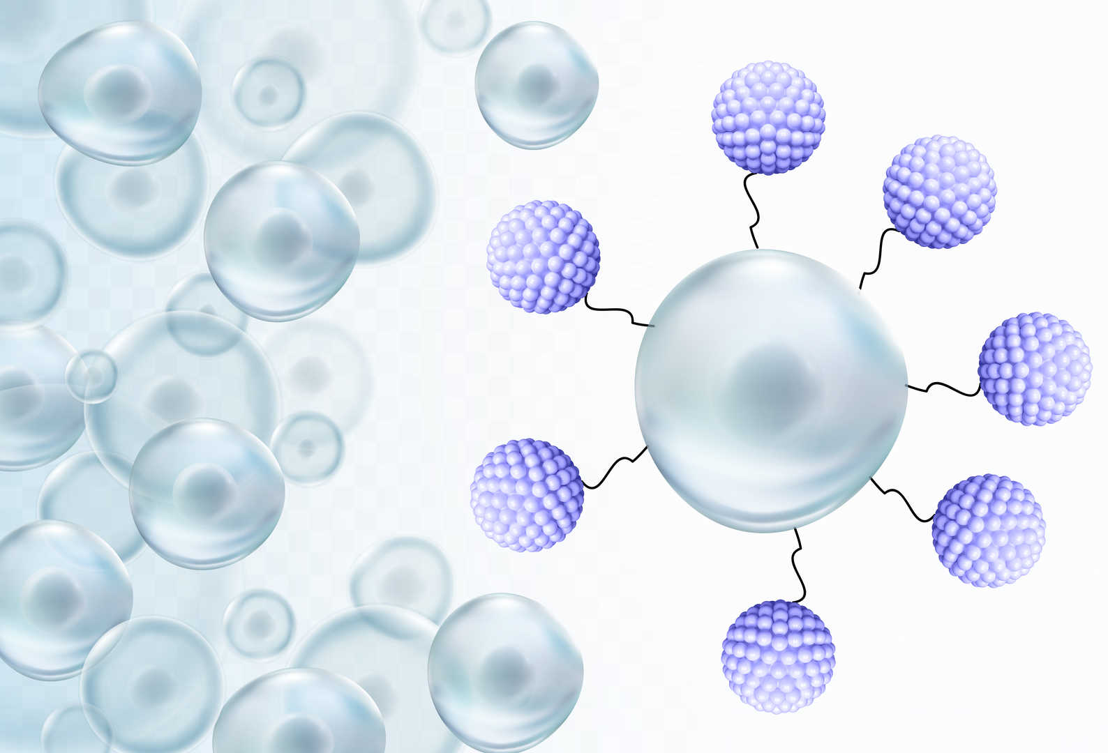Precisely Controlled Cells-Nanoparticles Conjugates