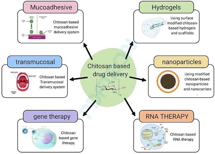 Regulatory Status of Chitosan from Excipient to Advanced Delivery Systems