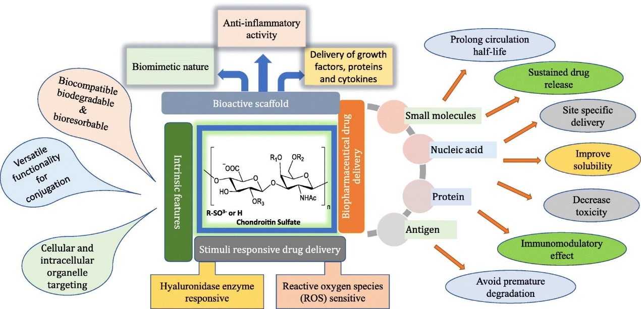 Research on Chondroitin Sulfate and Its Derivatives in The Medical Field