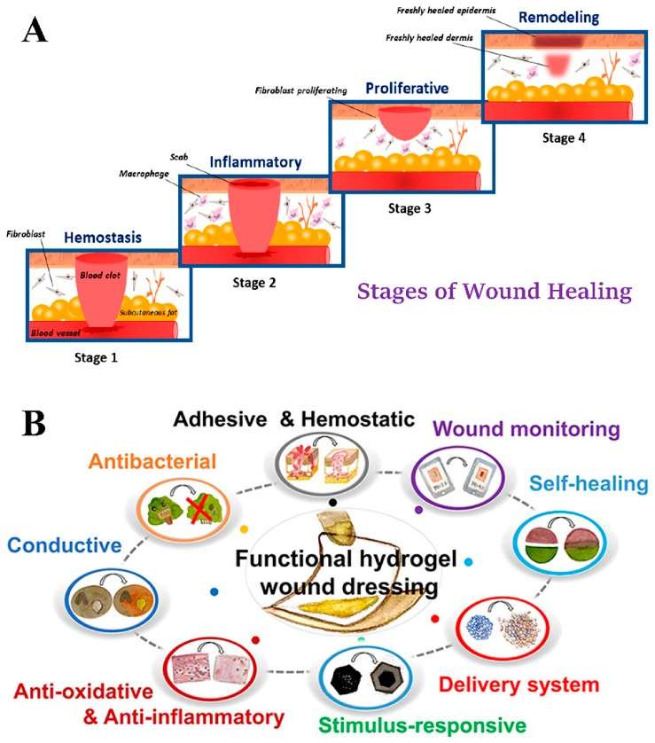 Research Progress on Chitosan and Its Derivatives in Promoting Wound Healing
