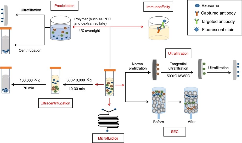 Research Progress on Exosome Drug Delivery