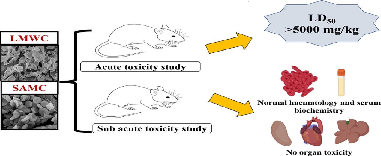 Safety Evaluation and Potential Risks of Chitosan