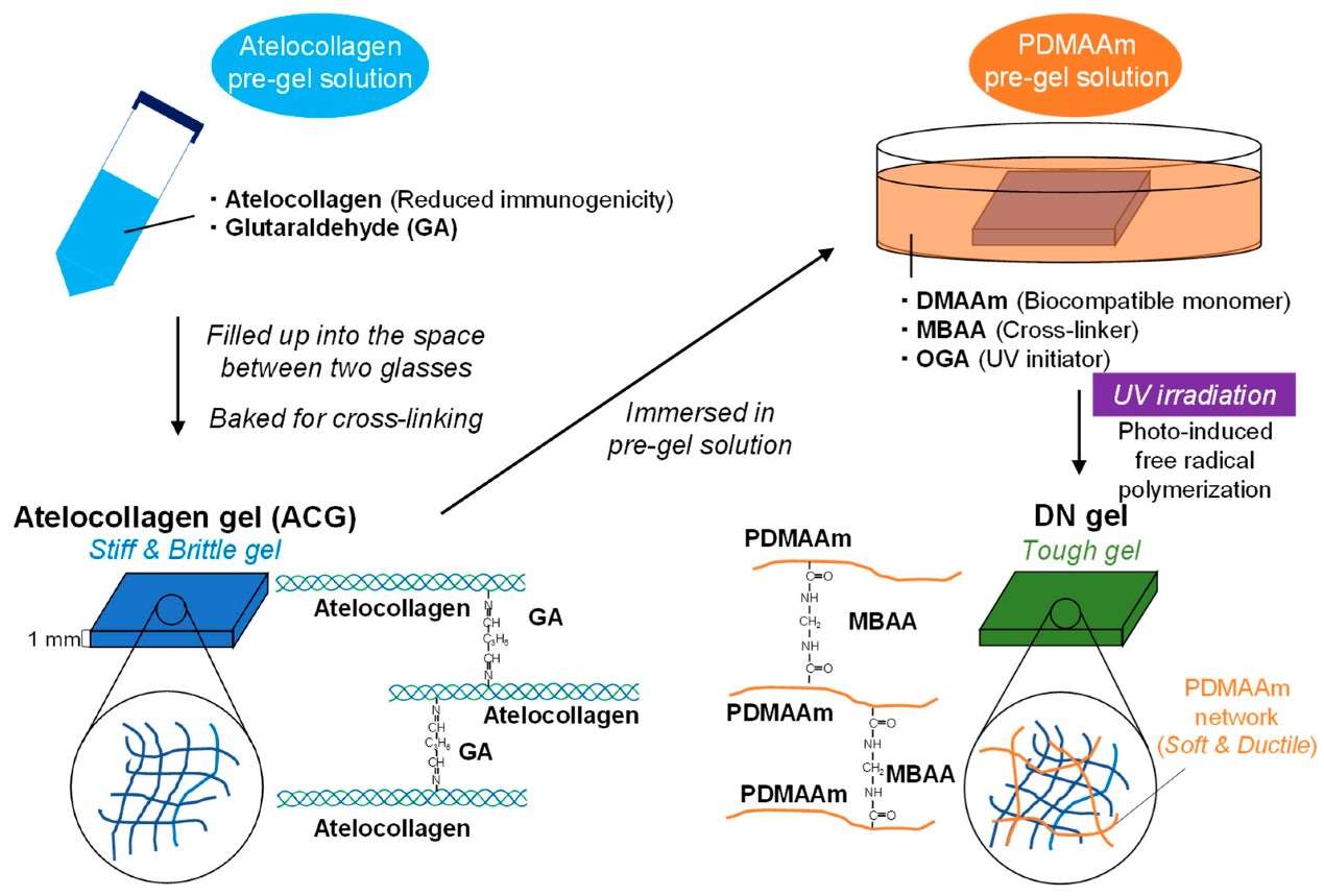 Study on Atelocollagen Biomaterials
