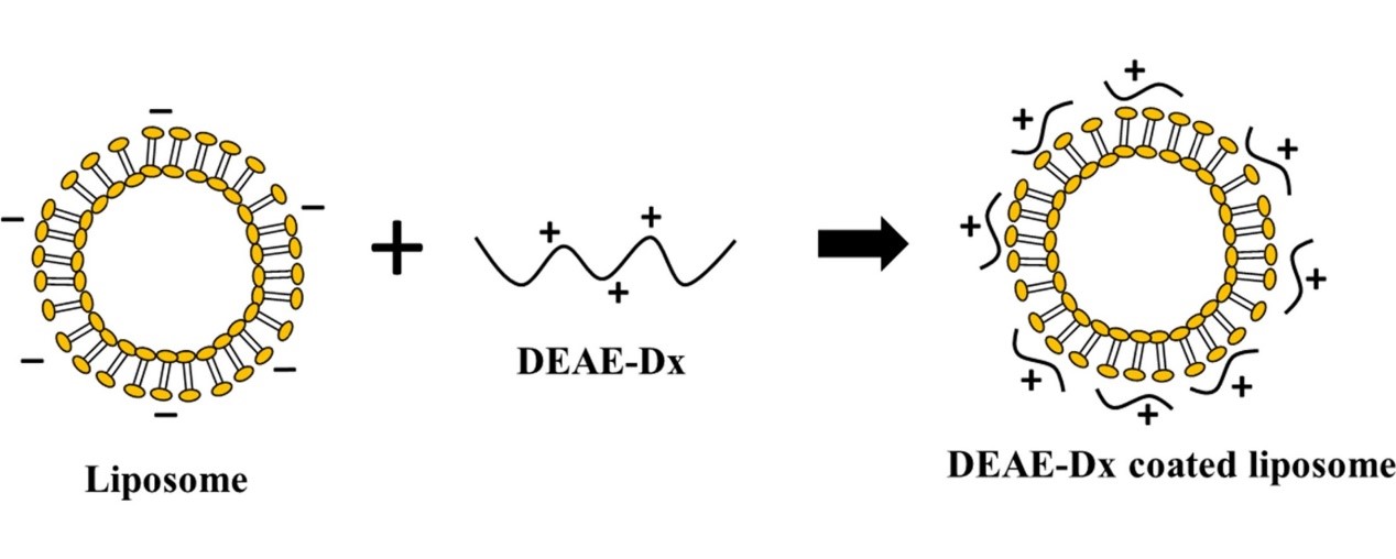 Study on Dextran-liposome Complexes to Enhance the Permeability of Anticancer Drugs