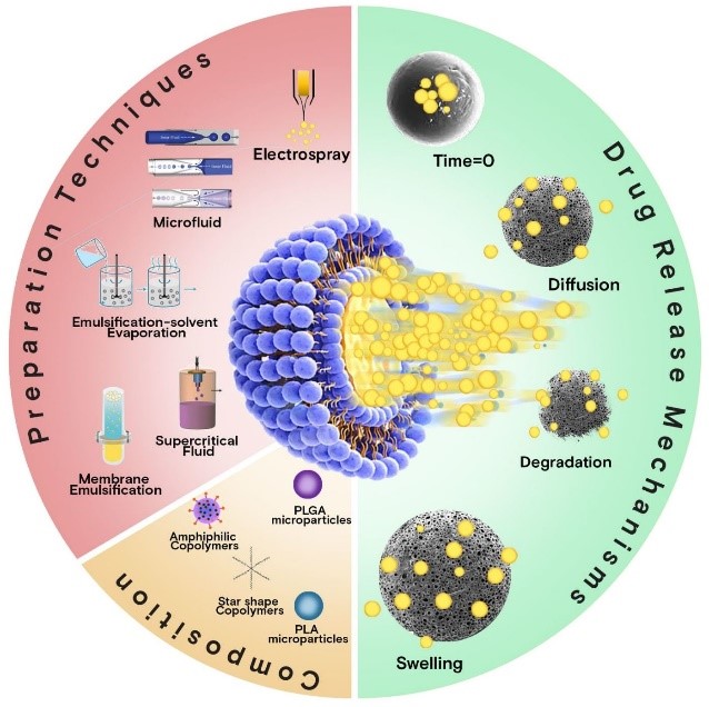 Study on Poly (D-Lactide) as a Highly Efficient Drug Delivery Carrier