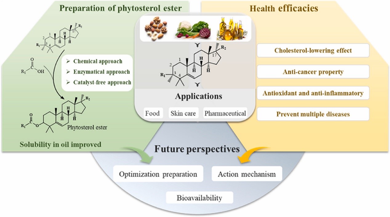 Study on the Biological Activity and Delivery System of Phytosterol Esters