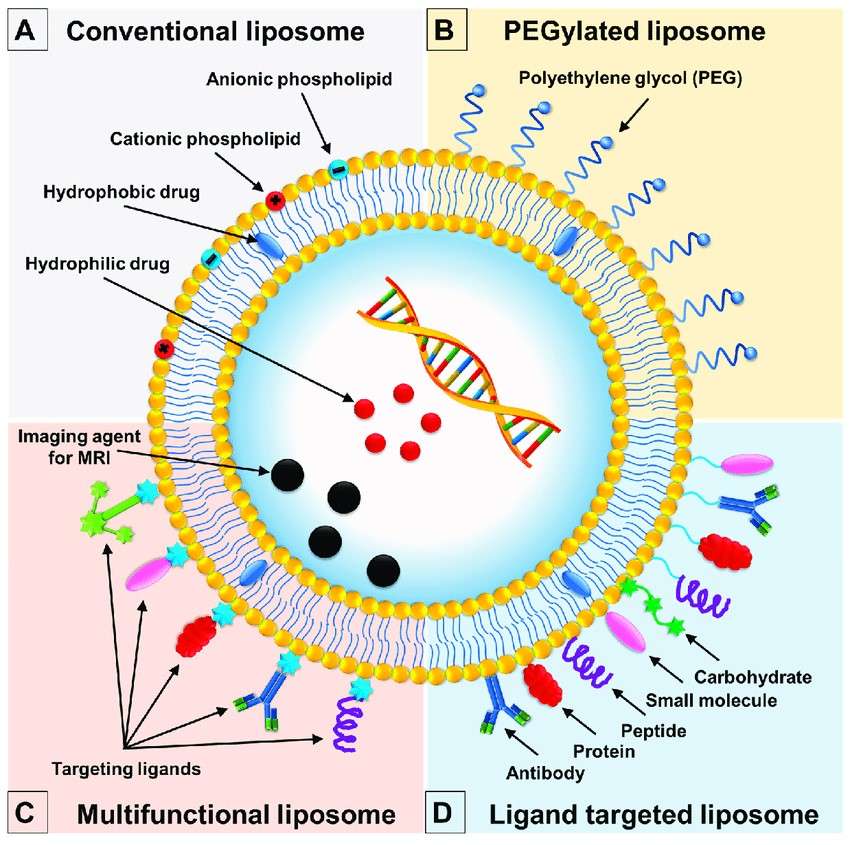 Surface Modification of Phospholipid Liposomes: Unlocking the Potential for Targeted Therapy