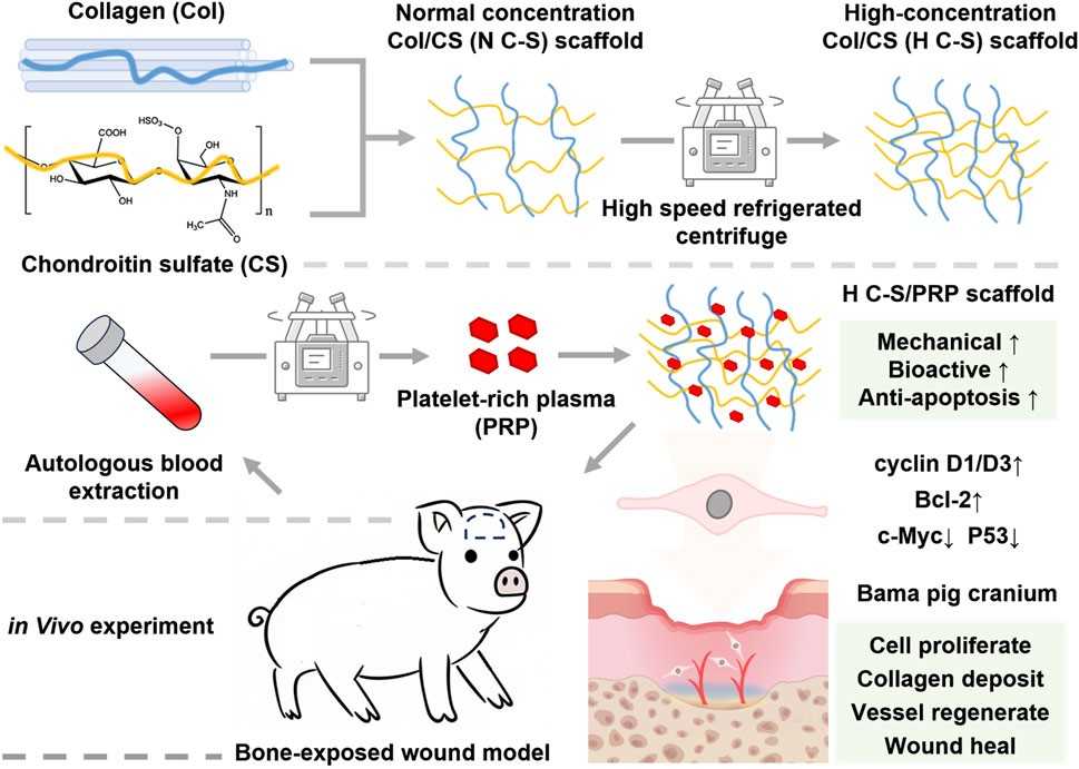Synergistic Effects of Collagen and Chondroitin in Drug Delivery Systems