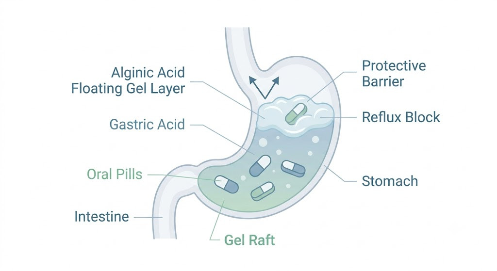 The Incredible Way Alginic Acid Protects Your Sensitive Stomach from Harsh Oral Pills