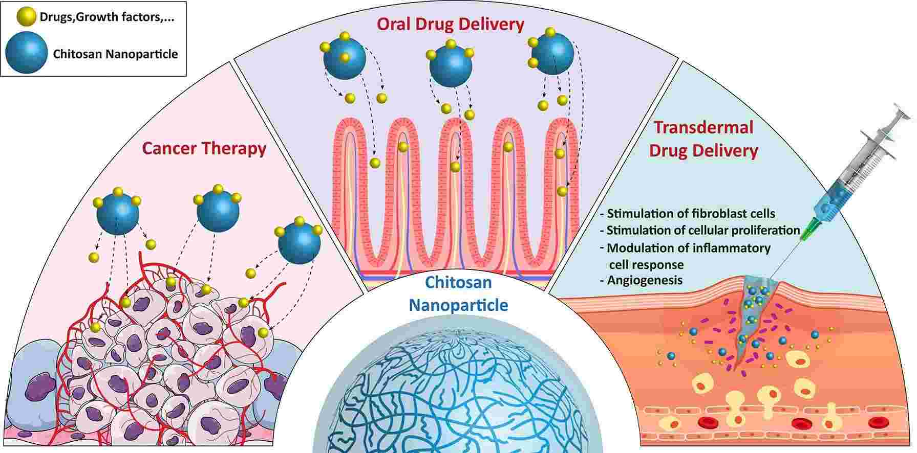 The Role of Biodegradable Chitosan in Sustainable Drug Delivery