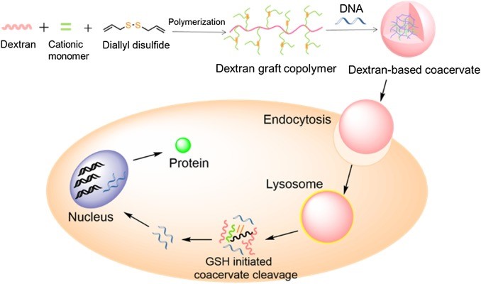 Use of Dextran in Gene Therapy for Thoracic Aortic Dissection