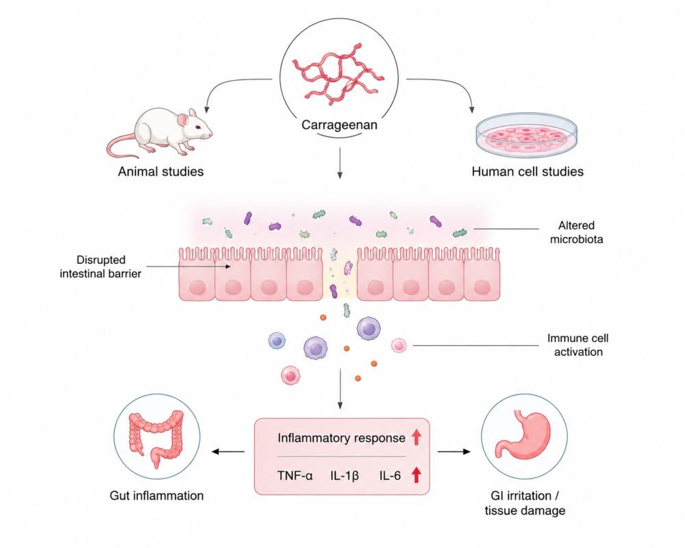 What Does Evidence Reveal About Carrageenan Inflammatory Risks?