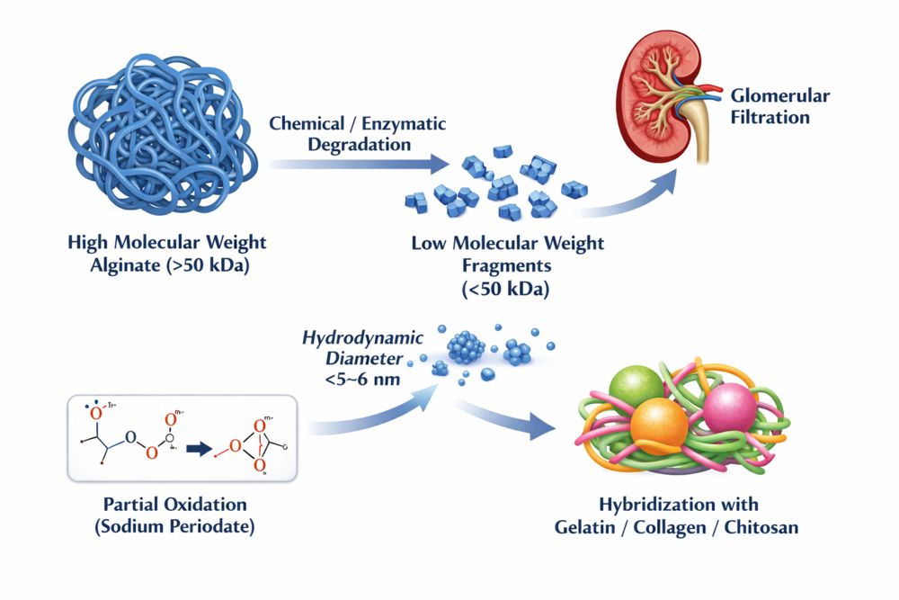 What Enables Renal Clearance of Alginate Hybrids?
