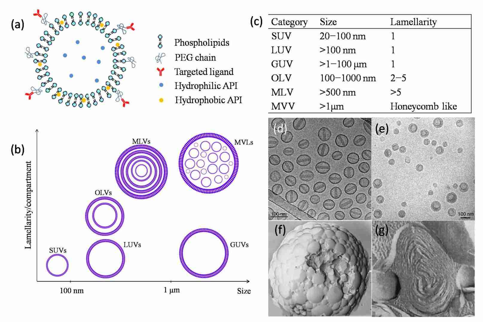 What is a Phospholipid and Its Function?