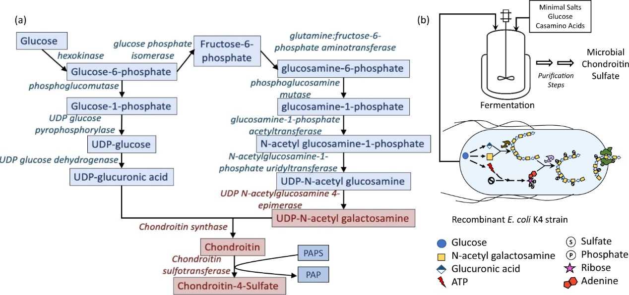 What is Chondroitin Sulfate Made from Exploring its Sources and Composition