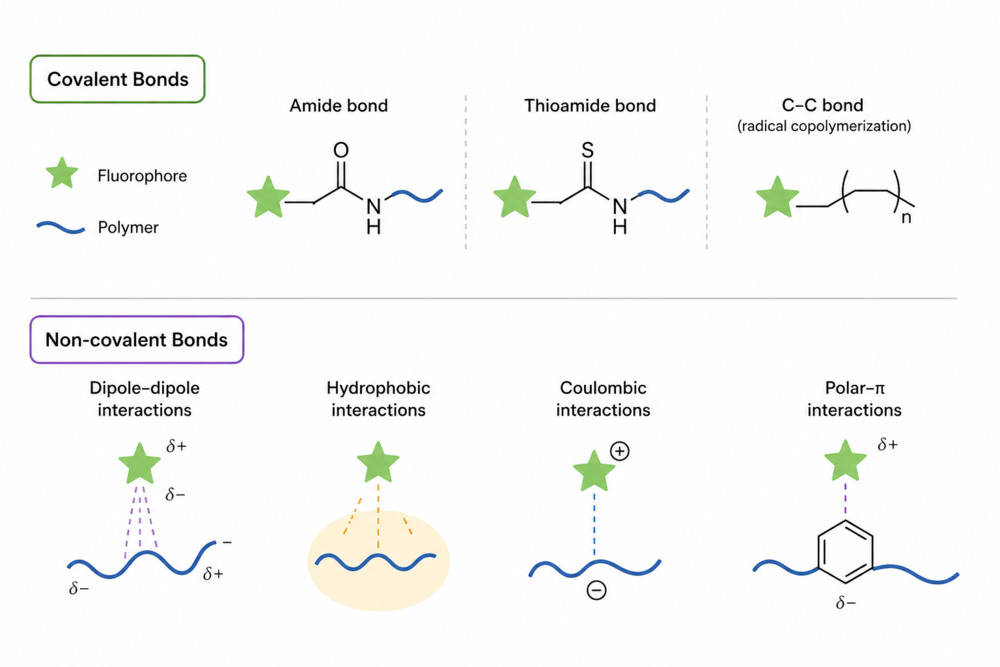 What is the Fluorophore-to-Polymer Bond Type?