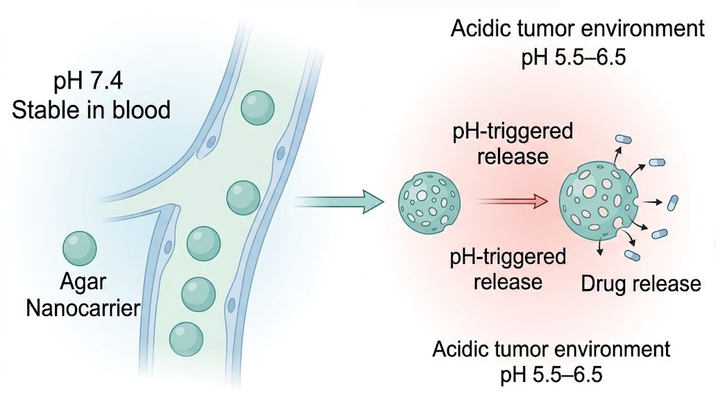 What Makes Agar-Based Nanocarriers Superior for pH-responsive Drug Release?