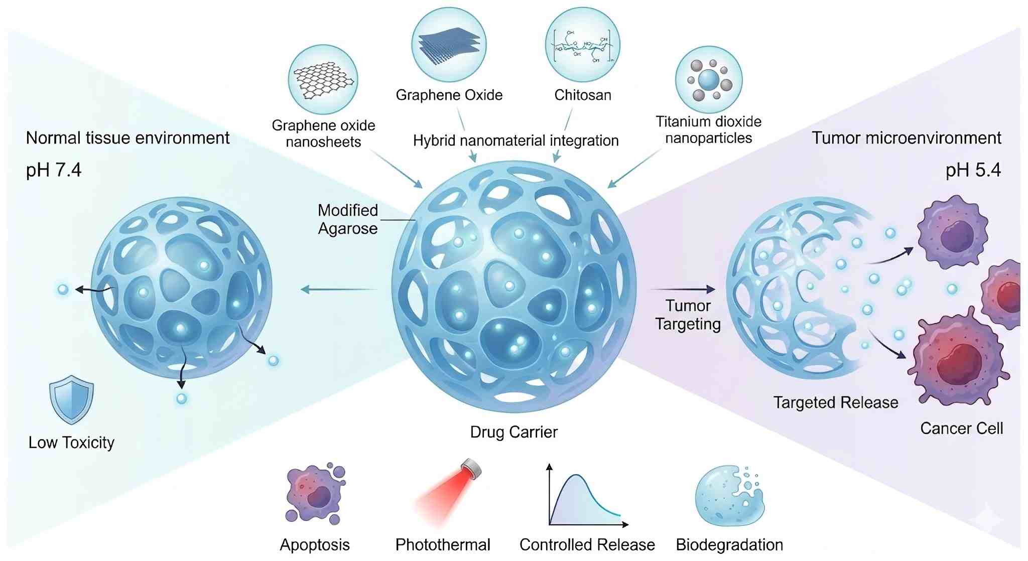 What Makes Modified Agarose So Effective for Targeted Cancer Therapy?