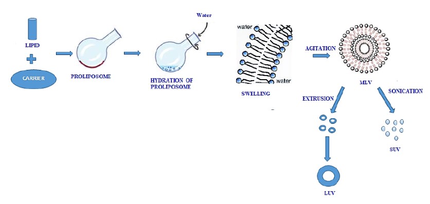 Where Are Liposomes Found and How Are They Formed?