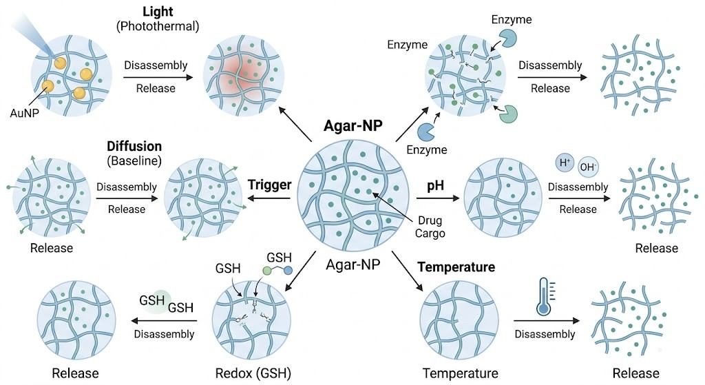 Which Stimuli-Responsive Triggers are Most Effective for Agar-NP Disassembly?