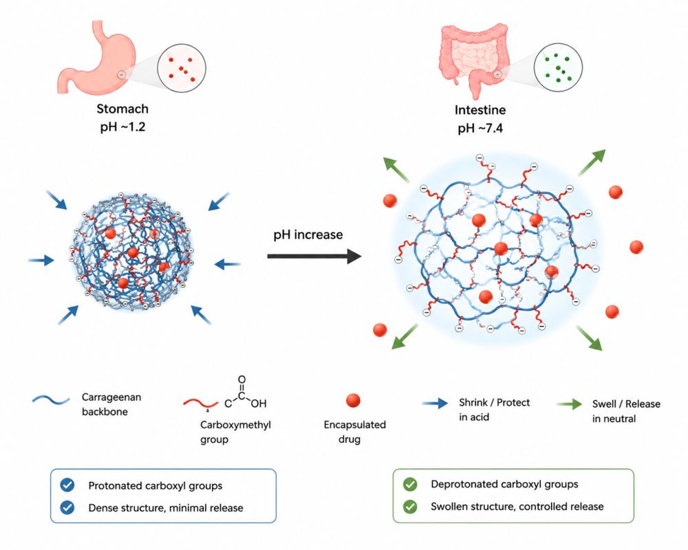 Which Structural Modifications Best Protect Carrageenan Carriers from Harsh Stomach Acid?
