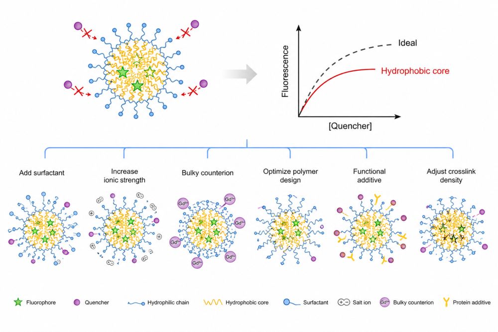Why do Hydrophobic Cores Quench Polymers, and How to Fix It?