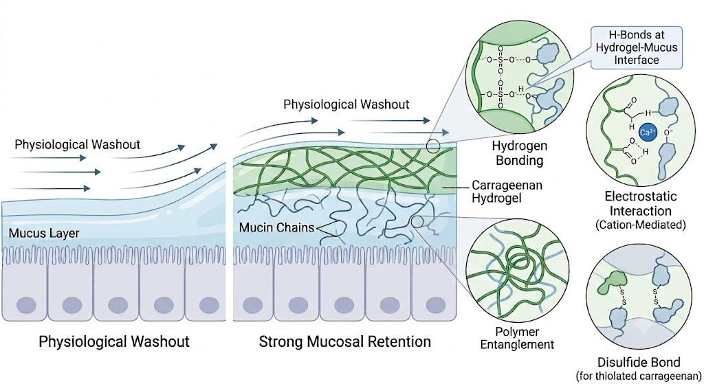 Why Does Mucosal Carrageenan Stand Firm Against Constant Physiological Washout?