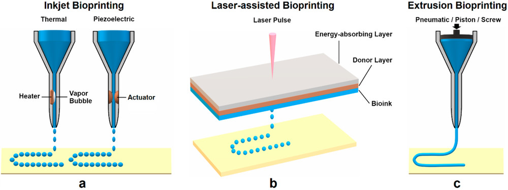 Why is ABA Ideal for 3D Bioprinting?