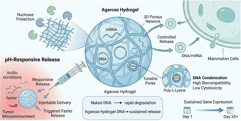 Why is Agarose One of the Nanocarriers for Delivering mRNA and DNA?